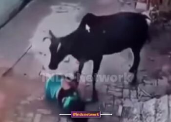 अमरोहा में आवारा सांड का कहर: महिला को सिंगों से उठाकर पटका, हालत गंभीर