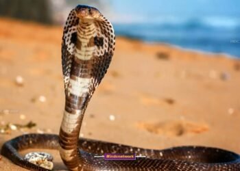 गले में सांप डालकर रील बना रहा था युवक, डंसने से बिगड़ी हालत, अस्पताल में जिंदगी से जूझ रहा है युवक