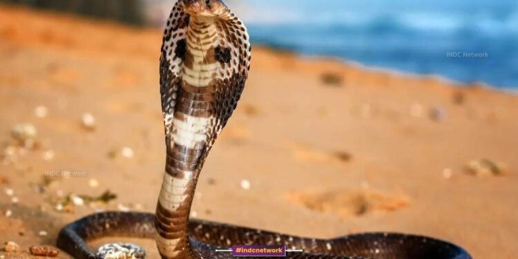 गले में सांप डालकर रील बना रहा था युवक, डंसने से बिगड़ी हालत, अस्पताल में जिंदगी से जूझ रहा है युवक