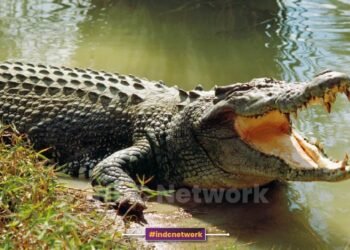 10 वर्षीय अवनीश बना हीरो, मगरमच्छ से भिड़कर पिता को मौत के मुंह से निकाला