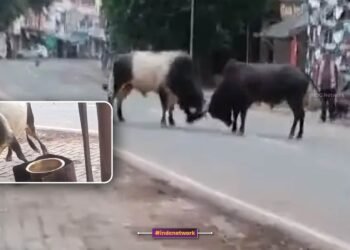 इटावा में बेकाबू सांडों का तांडव, चाय की दुकान में घुसकर मचाया भारी उत्पात