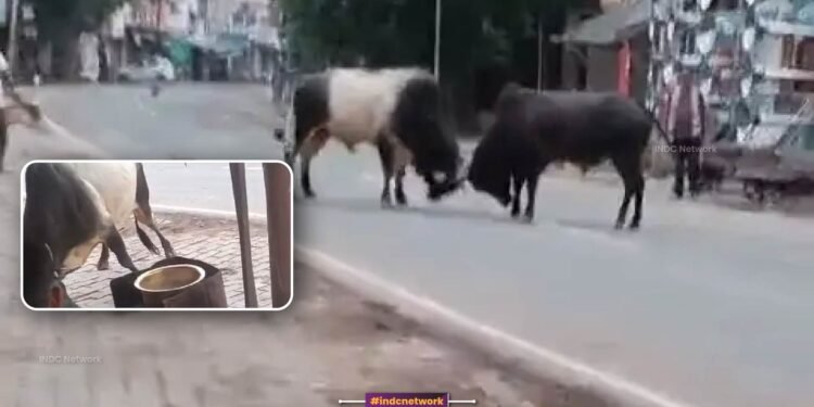 इटावा में बेकाबू सांडों का तांडव, चाय की दुकान में घुसकर मचाया भारी उत्पात