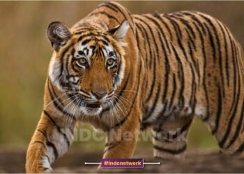 पिलिभीत में 5 ग्रामीणों को मारने वाली बाघिन अब जिंदगी भर चिड़ियाघर में