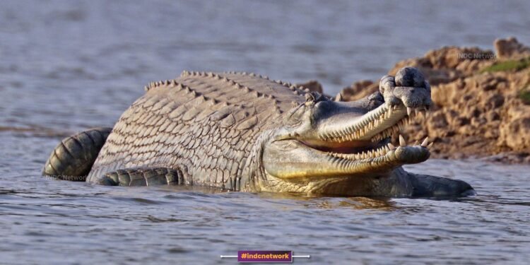 बाराबंकी में सरयू नदी में घड़ियाल का आतंक,  कई पशुओं का शिकार कर दहशत फैली