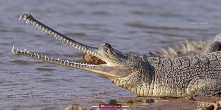 इटावा: श्मशान घाट के पास यमुना में तैरता मिला घड़ियाल, लोगों में मचा हड़कंप