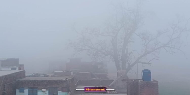 तस्वीर : हरे की वजह से 100 मीटर दूर पीपल का वृक्ष सही से नहीं दिख रहा